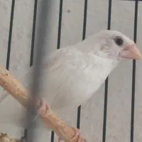 فنچ بنگالی سفید نر
