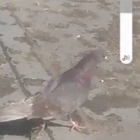 کفتر پیس باخت رفته