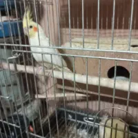 جفت عروس هلندی سفید معاوضه با قناری