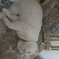 گربه|گربه|ارومیه, |دیوار
