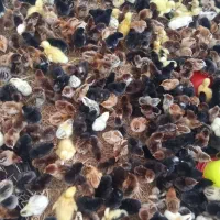 جوجه خانگی کاکلی پرپا اردک بوقلمون،راس 308|حیوانات مزرعه|مشهد, پورسینا|دیوار