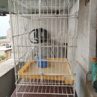 قفس پرنده|لوازم جانبی حیوانات|بهارستان, |دیوار