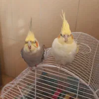 عروس هلندی نروماده|پرنده|رشت, هلال احمر|دیوار