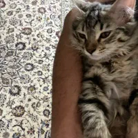 واکذاری گربه|گربه|اصفهان, مهدی آباد|دیوار