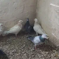 هشت عدد کبوتر هم پرشی هم جفتی همه گرفتنی|پرنده|دشتابی, |دیوار