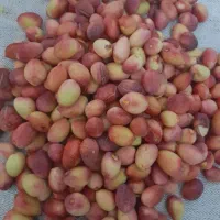 پسته تازه