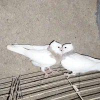 جفت جوجه طوقی مهر