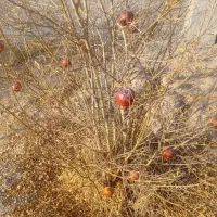 قلمه نهال انار|گل و گیاه طبیعی|شاهینشهر, مورچه خورت|دیوار