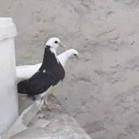 جفت جوجه شازده