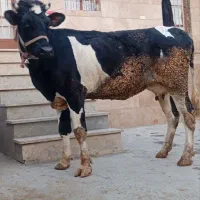 گاو هلشتاین