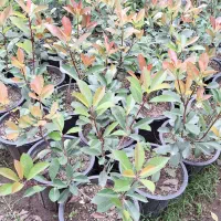 فتونیا سطل۱۰