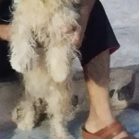 سگ‌پاکوتاه