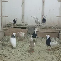۱۰ تا طوقی جوجه نر