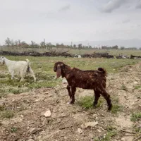 تعدادی بزغاله ۲ پاکستانی ۵تا بومی پای پروار