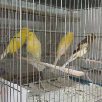 خدمات و کار در منزل