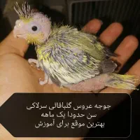 مجسمه، عروس|مجسمه، تندیس، ماکت|قائن, |دیوار