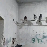 تعدادی کبوتر فروشی