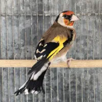 سهره نر جوجه قفس