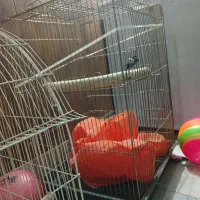 قفس پرنده عروس هلندی|لوازم جانبی حیوانات|کرمانشاه, |دیوار