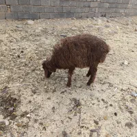 بره لاغر گله آیی مناسب داشت و پروار|حیوانات مزرعه|سرچهان, |دیوار