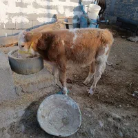 گوساله نر سیمنتال کور مادرزاده ۴ ماه