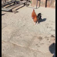 خروس|حیوانات مزرعه|سبزوار, غرب نیروگاه|دیوار