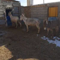 سه تا خره نر گله ای