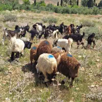 گوسفند زنده