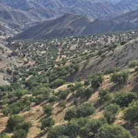 کارگر ماهر افغانی