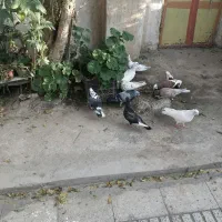 کبوتر مسافتی و پرشی