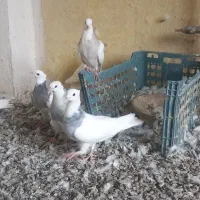 کبوتر طوقی