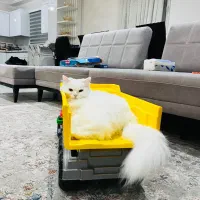 گربه پرشین کلاسیک|گربه|ساری, |دیوار