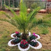 تولید کننده قلوه سنگ