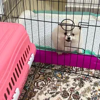 توله پامر ماده  س ماهه