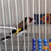 سهره حلب گل‌قفل