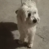 سگ پا کوتاه|سگ|دلیجان, |دیوار