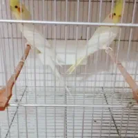 یک جفت عروس هلندی کارداده دستی