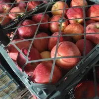 سیب قرمز فله سیلوانا ارومیه