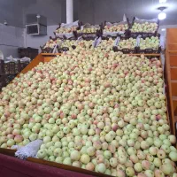 کارگر میوه فروشی خورزوق