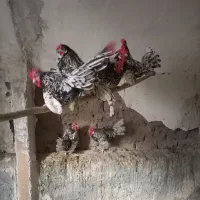 خروس سبرایت