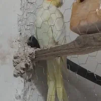 جفت عروس هلندی دستی