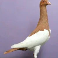 خواستار یهودی زرد ماده