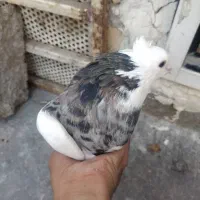 کبوتر طوقی هفت رنگ|پرنده|اهواز, ۲۰۰۰واحدی|دیوار