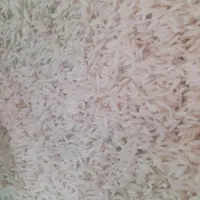 برنج طارم هاشمی کشت دوم درجه یک