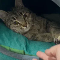 واگذاری گربه dsh