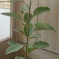 گل فیکوس شرابی و فیکوس التیسما و گل اشک ملکه