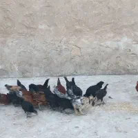 جوجه های ۴ و۵ماهه