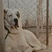 طوفان آلابای|سگ|تهران, مخصوص|دیوار