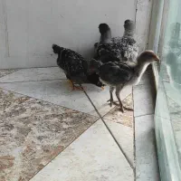 جوجه لاری نژاد اصیل