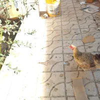 مرغ تخم گزار|پرنده|ابرکوه, |دیوار